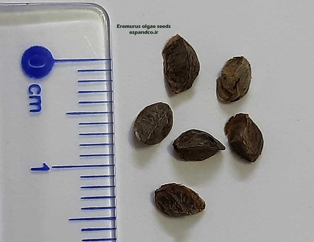  Eremurus olgae seeds 